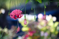 Spider hibiscus