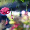 Spider hibiscus