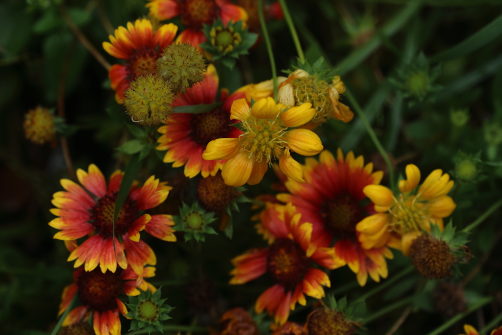 ガイラルディアアリゾナ