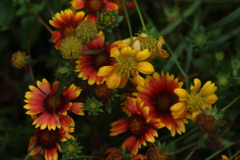 ガイラルディアアリゾナ