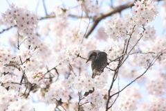 ぴよ桜