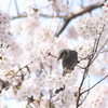 ぴよ桜