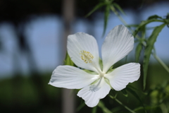 白花