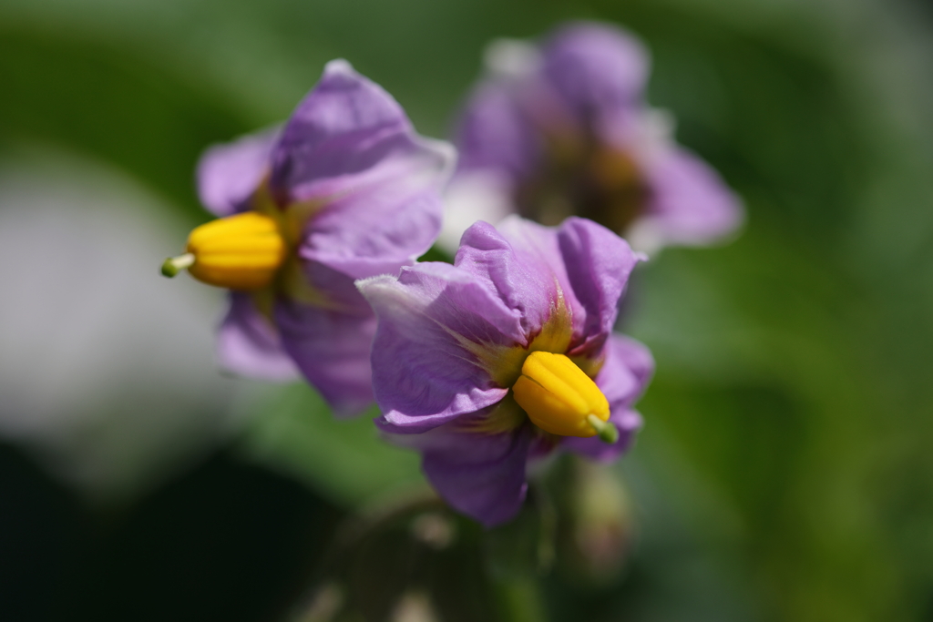 紫の花