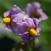 紫の花