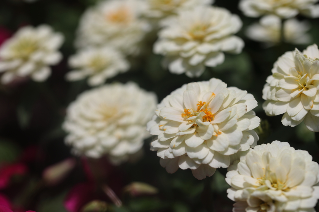 夏の花咲く