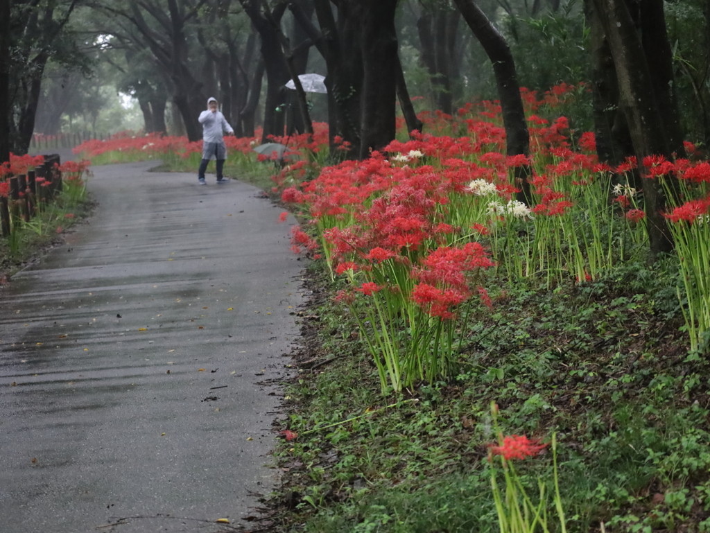 雨の日に