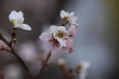 冬桜