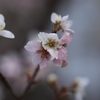 冬桜