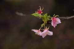 河津桜