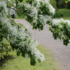 5月の雪？