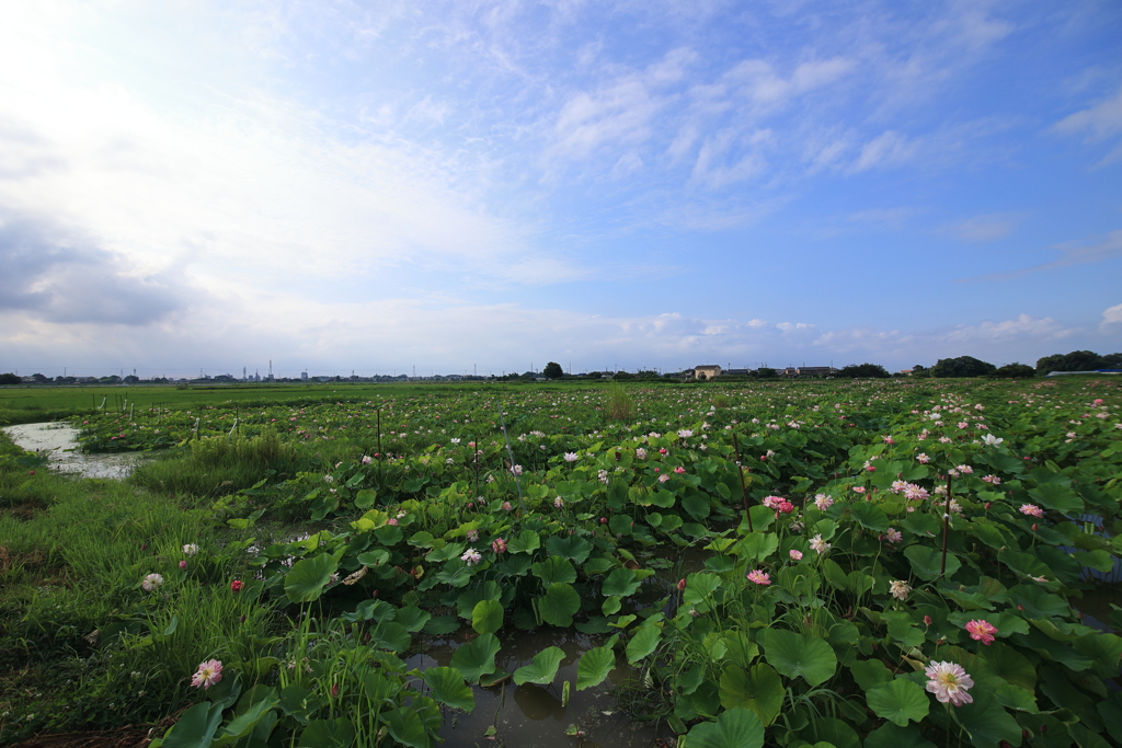 レンコン畑の朝