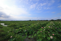 レンコン畑の朝