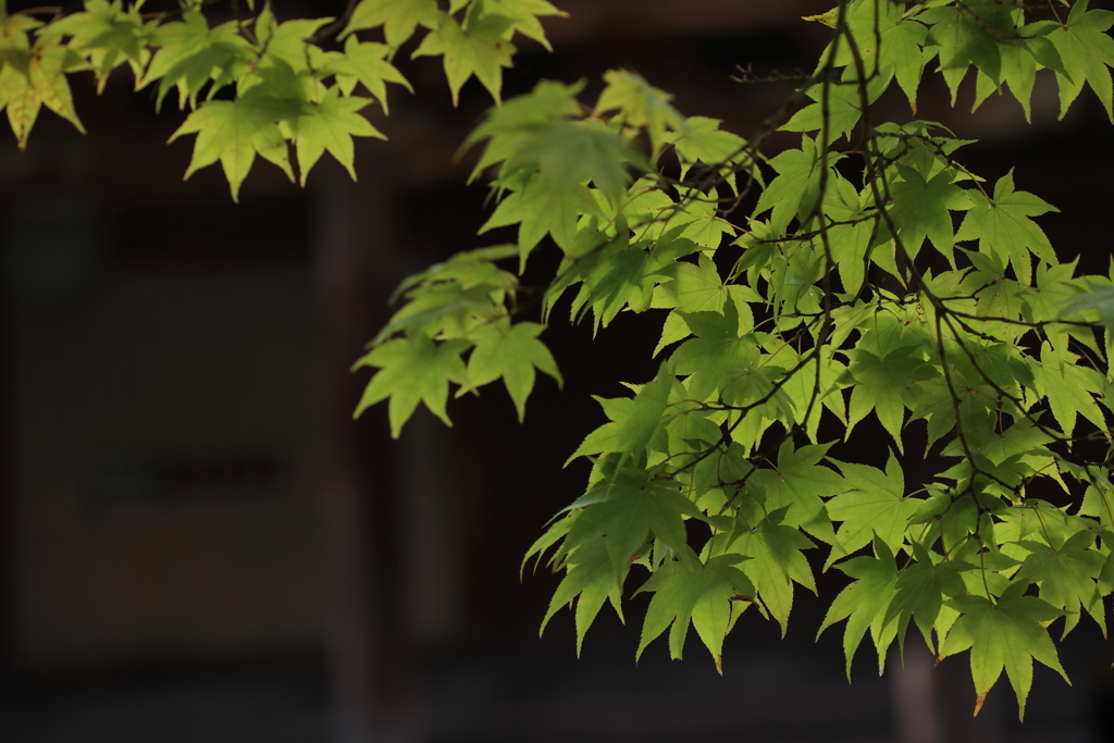 青紅葉