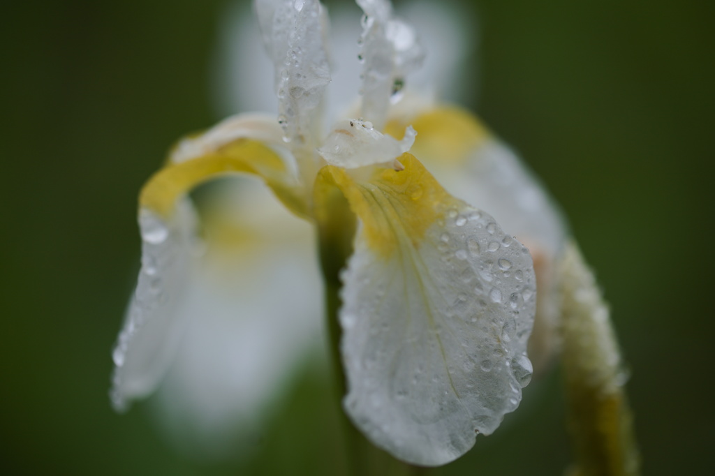 梅雨入り