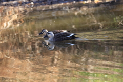 マガモおしどり夫婦