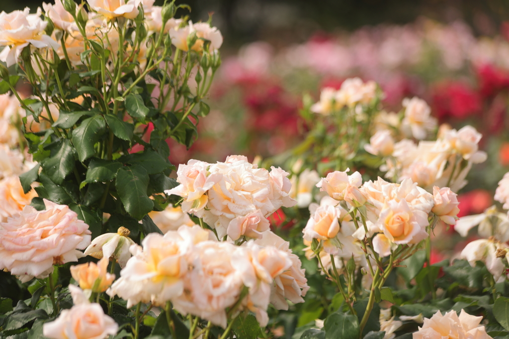 薔薇園