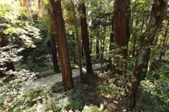 木立の参道