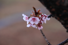 河津桜