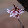 河津桜