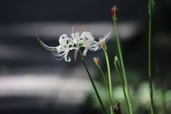 彼岸花