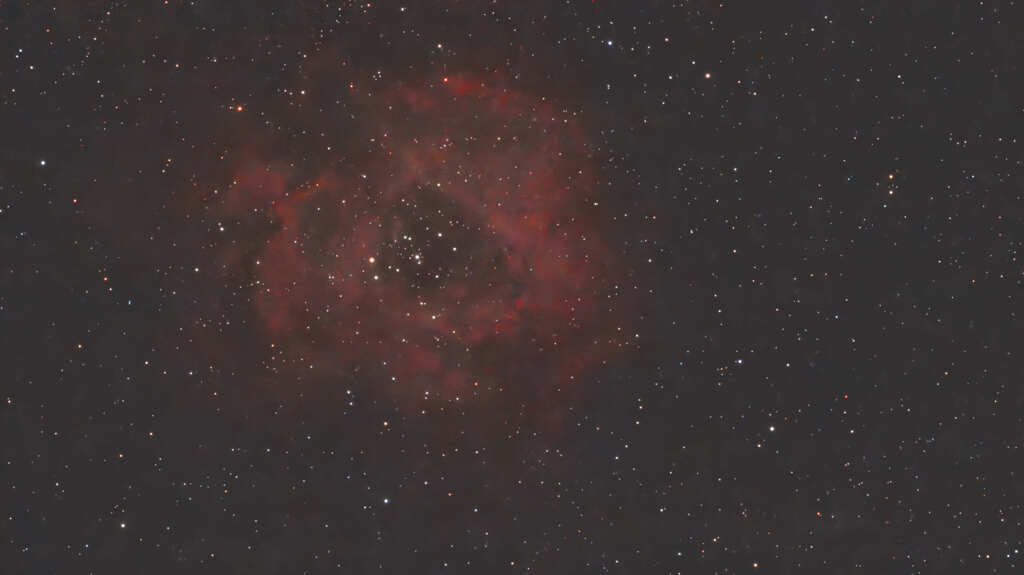 夜空の赤い薔薇