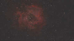 夜空の赤い薔薇