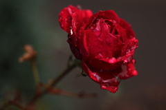 地上の赤い薔薇