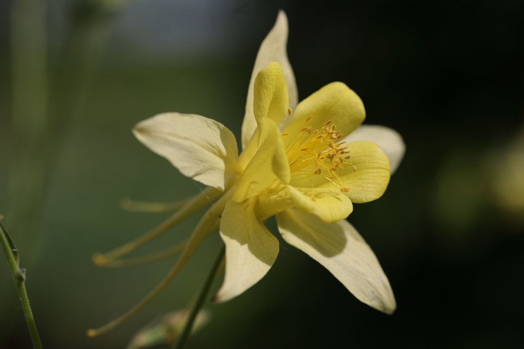 足のある花