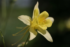 足のある花