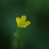 黄色い小さな花