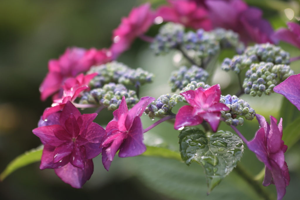 紫陽花