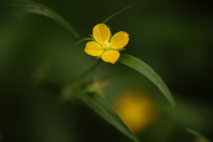 黄色の小さな花
