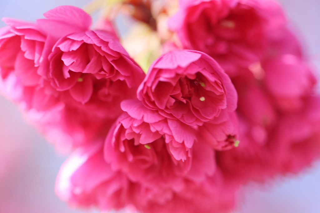桜咲く頃 ～八重寒緋桜