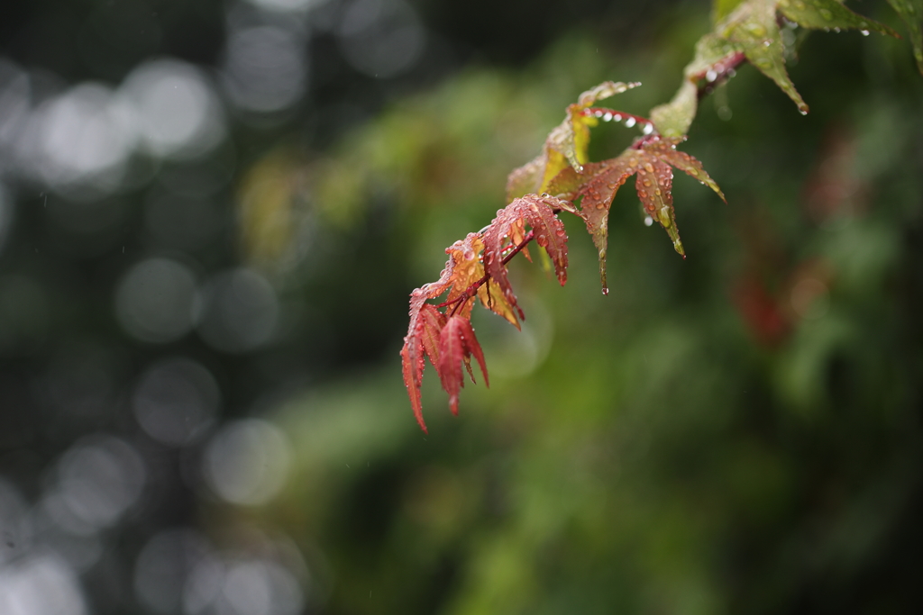 初夏の紅葉