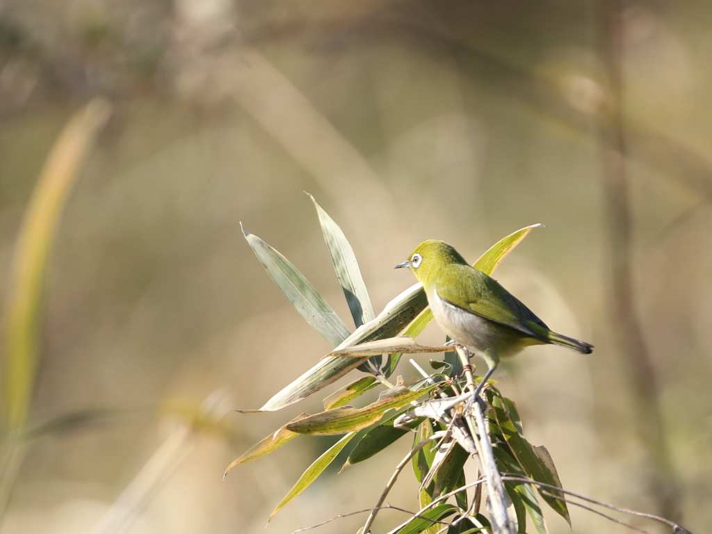 ウグイス色のメジロ？