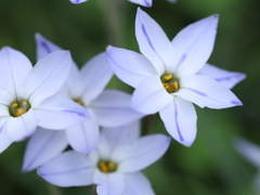 Spring StarFlower