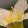 花粉