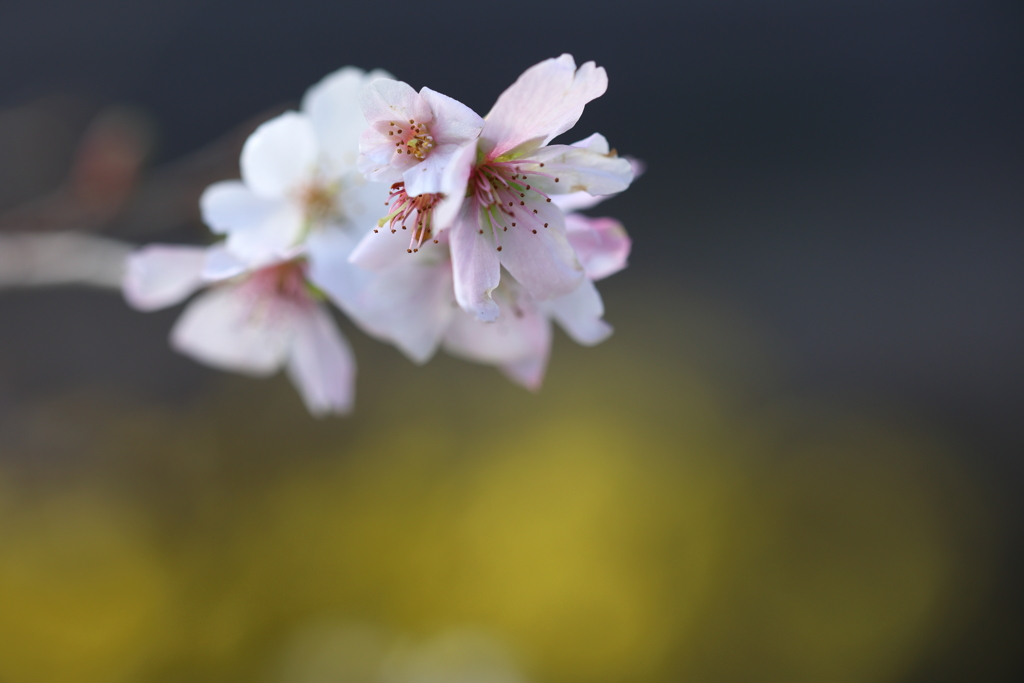 冬桜