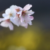 冬桜