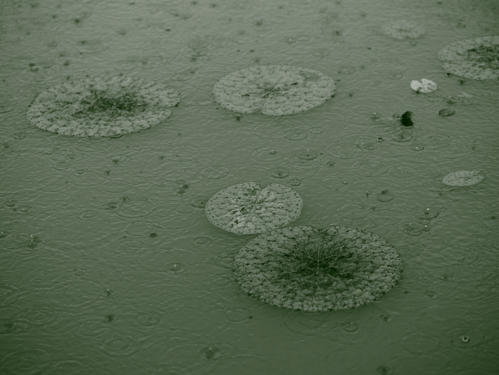 雨
