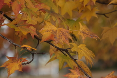 紅葉
