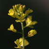 菜の花