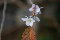 枯葉と桜