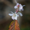 枯葉と桜