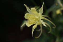 華麗に