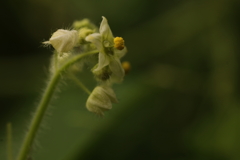 ちっちゃな花 ちっちゃな花