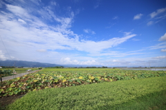 晩夏のれんこん畑