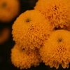 darkorange