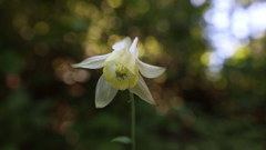 黄花山苧環